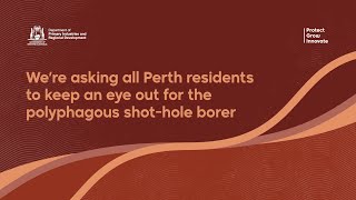 We’re asking all Perth residents to keep an eye out for the polyphagous shothole borer [upl. by Cavuoto]