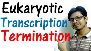 Transcription termination in eukaryotes  Eukaryotic transcription part 2 [upl. by Keligot840]