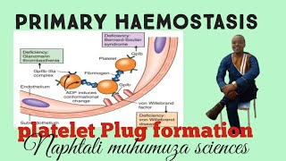 primary Haemostasis platelet plug formation [upl. by Mendy]