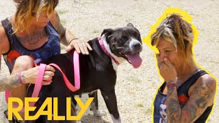 Wandering Dog With Heat Exhaustion Is Reunited With Her Owner  Pit Bulls amp Parolees [upl. by Bravar]