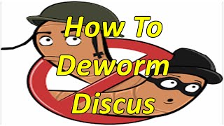 How to Deworm and remove parasites from Discus [upl. by Rosenthal]