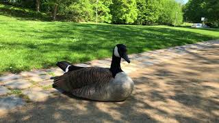 Spaziergang im Luisenpark im Aprilsommer [upl. by Waltner891]