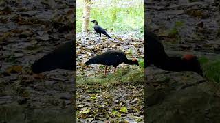 Rednaped Ibis Indian Black Ibis with crow ibis shortvideo youtubeshorts viralvideo crow [upl. by Kienan]