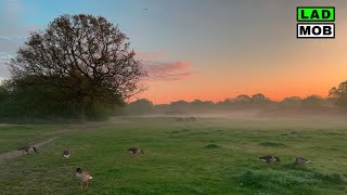 Charming Sunrise walk • English Countryside Forest  4K Walking Tour [upl. by Eneryc634]