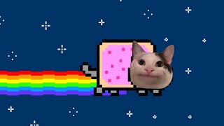 Nyan Cat Beluga [upl. by Tortosa]