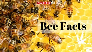 Bee Facts  All About Honeybees Bumblebees and Queen Bees [upl. by Honig]