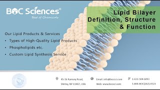 Lipid Bilayer Definition Structure amp Function  Phospholipid Bilayer  BOC Sciences [upl. by Ttenaej]