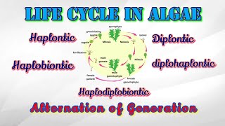 Life cycle of algae  Alternation of generation  Life cycle of Ulva [upl. by Midis]