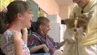 Therapy Dogs International Informational Video [upl. by Hashimoto241]