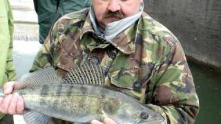 Reportage 2  pêche du sandre  delta fishing club [upl. by Cheke]