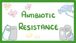 GCSE Biology  What is Antibiotic Resistance Why Antibiotic Resistance is a HUGE issue 81 [upl. by Onibag]