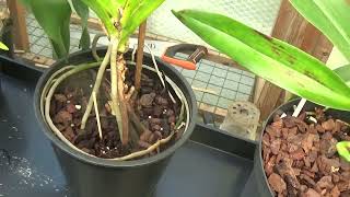 Angraecum Crestwoodparentage and Angaecum cultivation [upl. by Ssew]