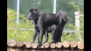 Kuifmakaken  Celebes crested macaques  Planckendael [upl. by Benzel]