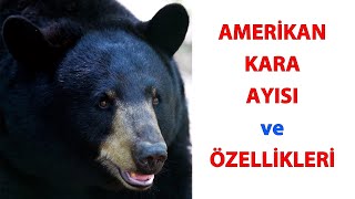 Amerikan Kara Ayısı ve Özellikleri [upl. by Skricki35]