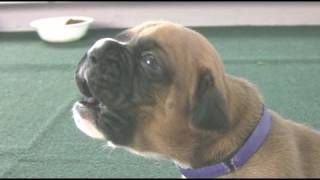 Boxer Puppies Howl in HD [upl. by Noonberg]