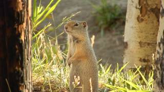 Ground Squirrel calling [upl. by Noby971]