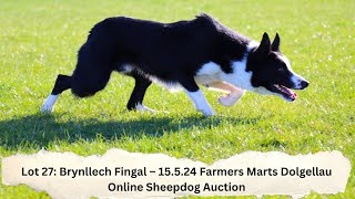 Lot 27 Brynllech Fingal – 15524 Farmers Marts Dolgellau Online Sheepdog Auction [upl. by Rapsag118]