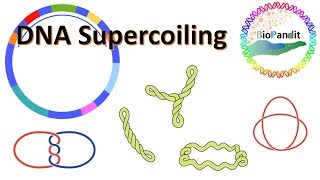 DNA supercoiling [upl. by Atalya]