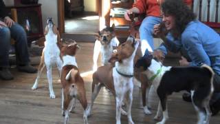 Basenji Chorus [upl. by Nedaj]