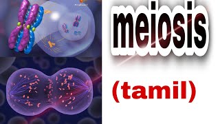 cell divisionmeiosis in Tamilmeiosis 1meiosis 2stages of meiosistamil [upl. by Mihalco]