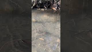 Mosquitofish nature wildlife fish [upl. by Ihsakat]