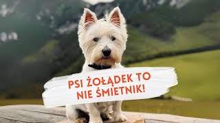 PSI ŻOŁĄDEK TO NIE ŚMIETNIK [upl. by Slavic]