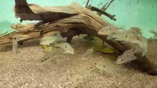 Geophagus sp quotTapajos Red Headquot 710 cm [upl. by Merola737]