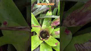 Bromeliads at the Auckland Botanic Gardens Manukau City [upl. by Alyacim]