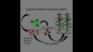 Introduction Of Azospirillum biofertilizer [upl. by Sissel908]