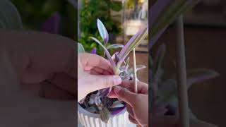 Tradescantia Nanouk plants propagation garden indoorplants plantcare gardening plantas plant [upl. by Illib]