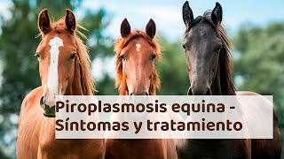 PIROPLASMOSIS EQUINA  Síntomas dignóstico y tratamiento [upl. by Andromada891]