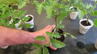 How to Create Double Stem Tomatoes What are Double Production Stems  The Rusted Garden 2013 [upl. by Oznofla928]