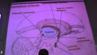 Dr Sherif Fahmy Neuro II 2 quot the fornix amp hippocampal comissure quot [upl. by Andre]