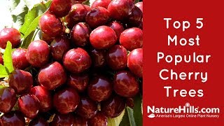 Top 5 Most Popular Cherry Trees  NatureHills com [upl. by Philomena]