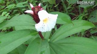 Costus speciosus [upl. by Eecyaj]