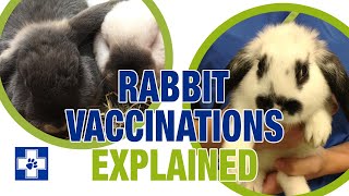 Why vaccinate your rabbit Rabbit Vaccinations Explained [upl. by Larson754]