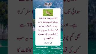 SUBAHANALLAH 🙏 Right 👍 quotes motivation urdu explore viralvideo motivational youtubeshorts [upl. by Ardnuasac]