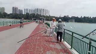 Bedok Jetty Saito and Queenfish landed today [upl. by Mcgrody]