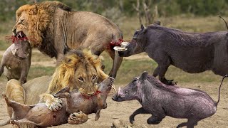 Warthog Join Forces To Defeat Mighty Lions To Rescue Calves In The Wild  Lion Vs Warthog [upl. by Laden906]