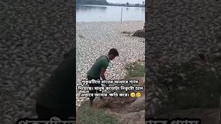 All the fish in the pond are dead allah reels shortvideo shorts tiktok [upl. by Haeel]