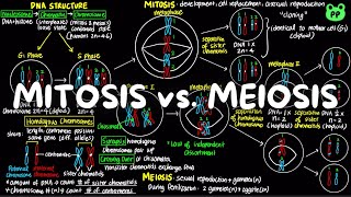 Mitosis vs Meiosis  Cell amp Genetics 03  Biology  PP Notes  Campbell 8E Ch 13 [upl. by Zobkiw]