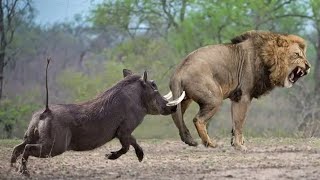 Funniest Warthog tricking cheetah amp Jungle king Mr KasongoMaster of turbo engine Reverse parking [upl. by Ennaitsirhc]