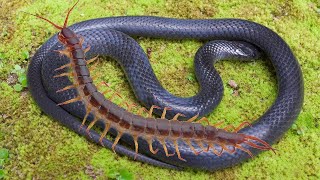 Giant Centipede vs Snake Epic Battle  Battle between reptiles  Wildlife [upl. by Mapes]