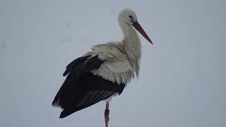 LA MIGRATION DUNE CIGOGNE BLANCHE [upl. by Berfield418]