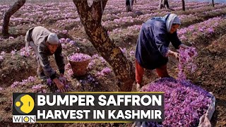 India Farmers cheer over healthy Saffron cultivation in Kashmir  Latest English News  WION [upl. by Venator995]