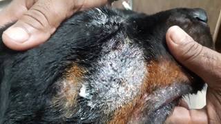 Post Maggot infestation bacterial skin infection  Dr Sagirs Pet Clinic 01912251312 [upl. by Nilac807]