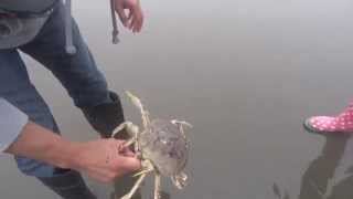 Crabbing in Washington State 1 [upl. by Saitam]