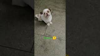 Crazy 😍🥰cute Viralkavitaduhanvlogs [upl. by Wilmer]