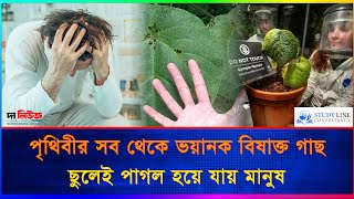 পৃথিবীর সব থেকে ভয়ানক বিষাক্ত গাছ  ছুলেই পাগল হয়ে যায় মানুষ  The News bd [upl. by Corotto182]