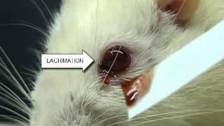 Autonomic Effect After Muscarinic HyperActivity [upl. by Yared]